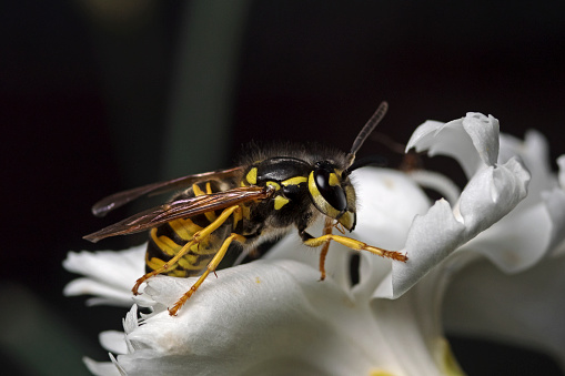Outdoor close up photography of a common wasp on a flower blossom.