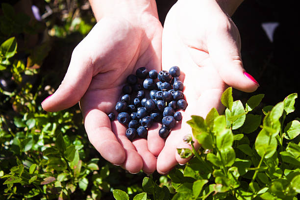 istock Vaccinium myrtillus blueberry 483883998
