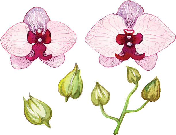 aquarell orchideen. - orchid red flower head white background stock-grafiken, -clipart, -cartoons und -symbole