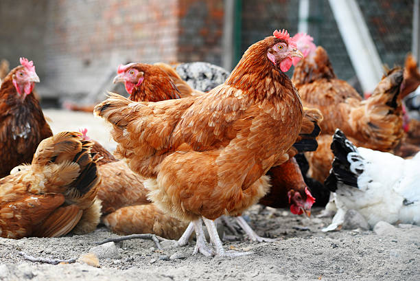 istock Chickens on traditional free range poultry farm 483893770