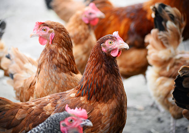 istock Chickens on traditional free range poultry farm 483893774
