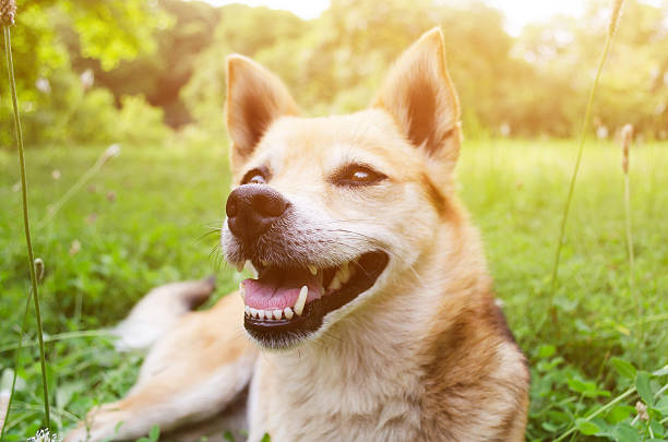 istock Little dog on the grass 483893876