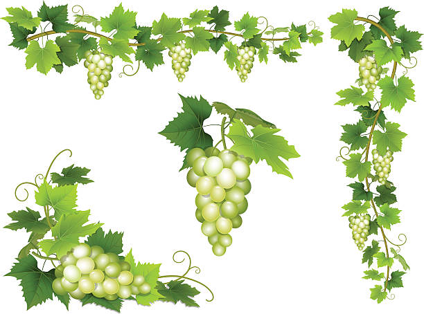 illustrations, cliparts, dessins animés et icônes de ensemble de tombe de raisin blanc. - feuille de vigne