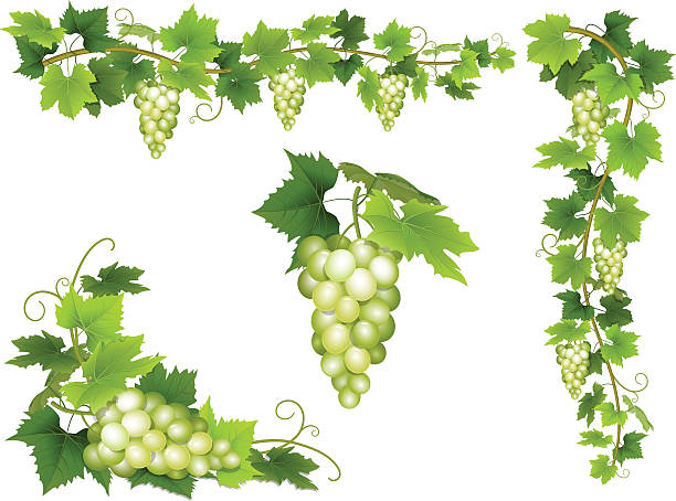 набор bunches белым виноградом. - grape leaf stock illustrations