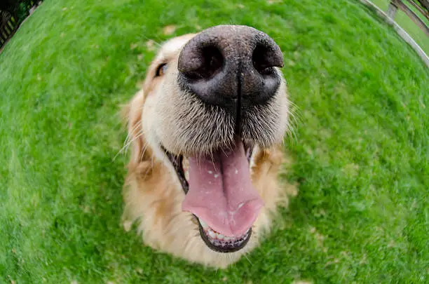 Close up of a golden retriever's nose in a fenced backyard