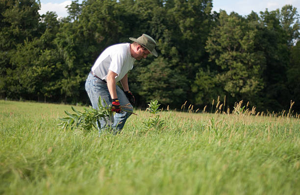 Man pulling weeds in field stock photo