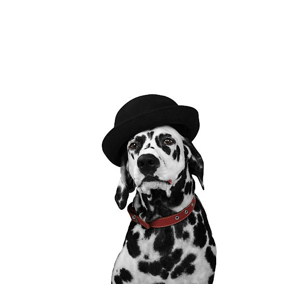 istock Dalmatian dog in a hat portrait 483899888