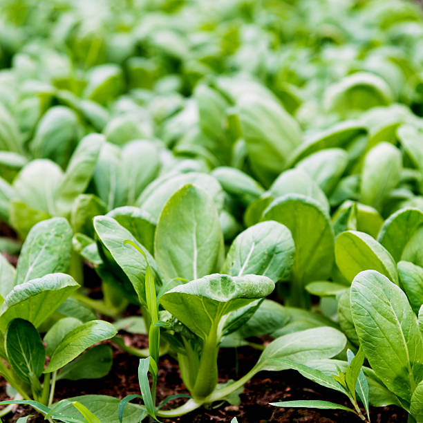 Green bok choy in farm