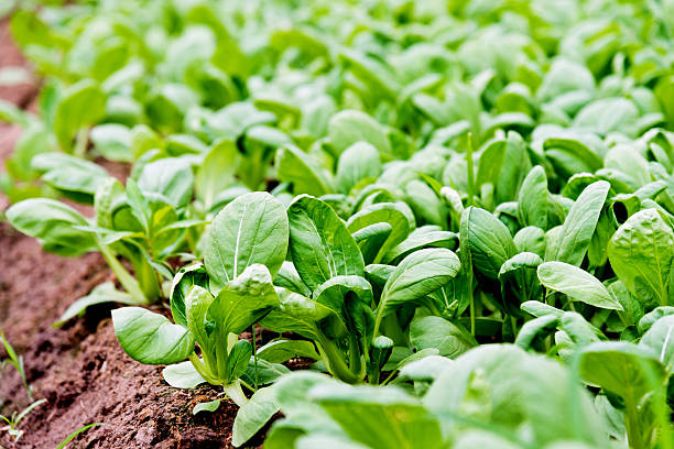 Green bok choy in farm