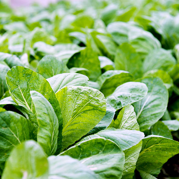 istock Green bok choy in farm 483900504