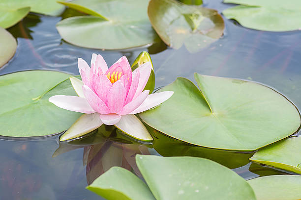 istock White violet water lily lotus flower. 483900516