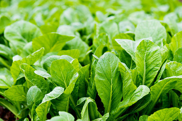 istock Green bok choy in farm 483900542