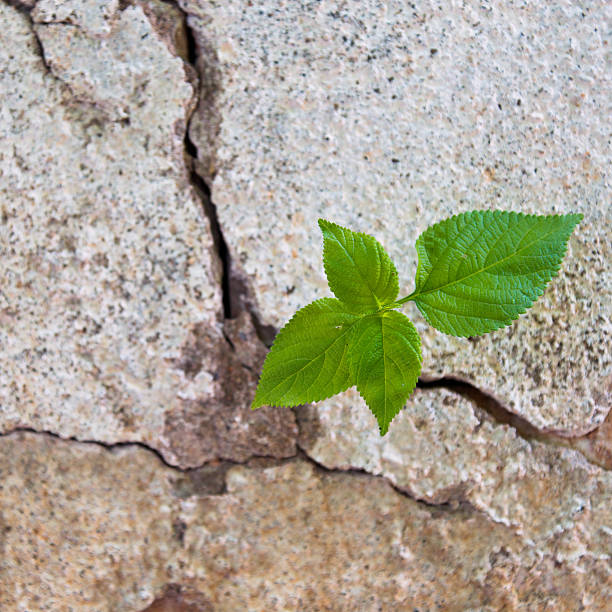 istock Plant growing in a concrete wall 483901128