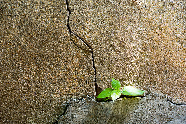 istock Plant growing in a concrete wall 483901134