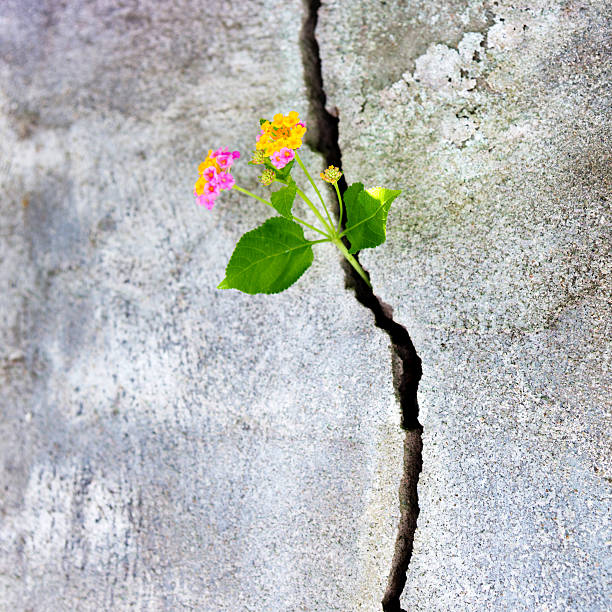 istock Plant growing in a concrete wall 483901136