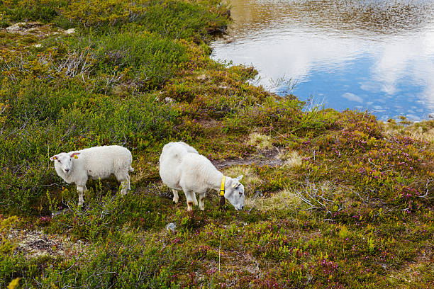 istock Sheep on grass in the Norwegian mountains in summer. 483901374