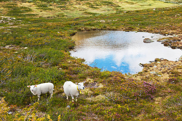istock Sheep on grass in the Norwegian mountains in summer. 483901376