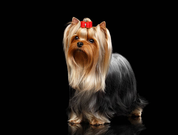 istock Yorkshire Terrier Dog Lying on Black Mirror 483901912