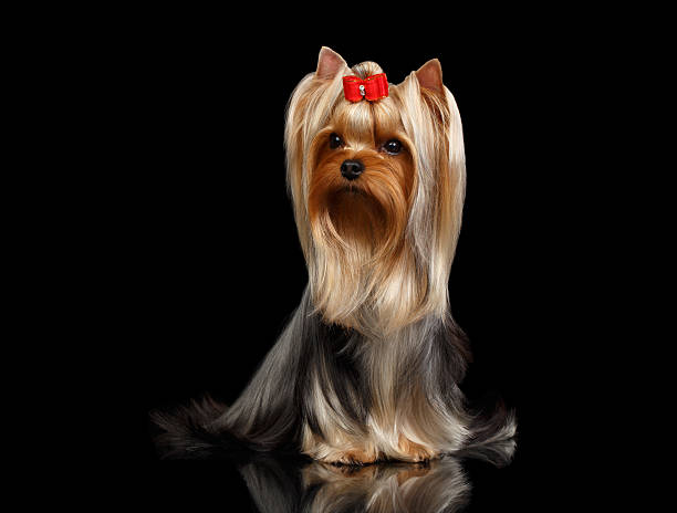 istock Yorkshire Terrier Dog Lying on Black Mirror 483901914
