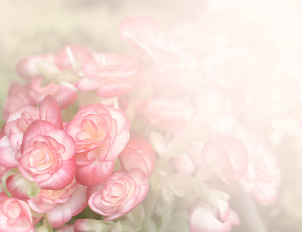 istock Pink begonia flower background 483904594