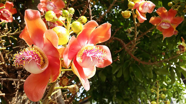 istock Beauty flowers 483905186