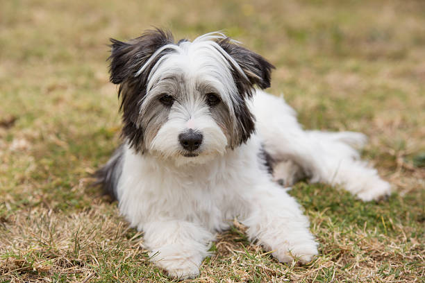 istock Dog in the park 483906120