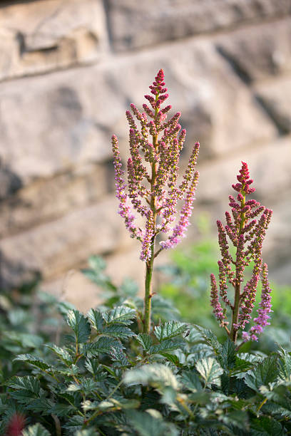 Astilbe - Valerie