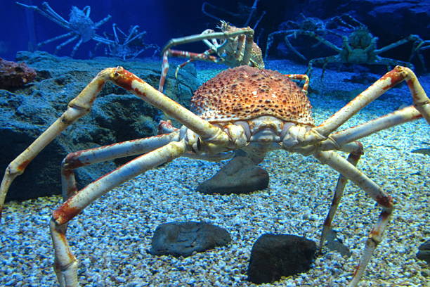 Japanese Spider Crab Habitat