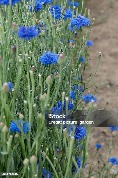 Blue Cornflowers Stock Photo - Download Image Now - 2015, Agriculture, Blossom