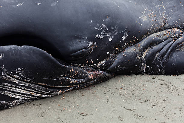 istock Juvenile Humpback whale washes ashore and died 483911371