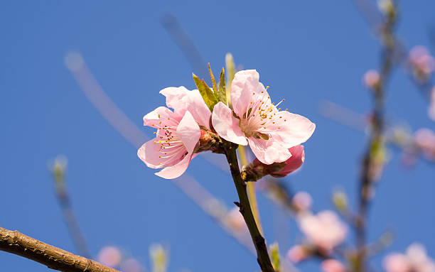istock Spring flowers series, pink peach blossoming 483911467