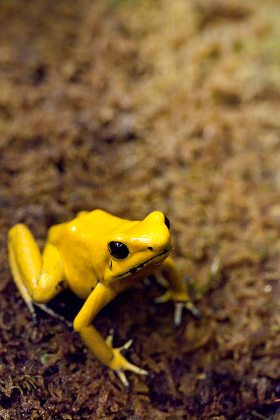 istock Golden Poison Frog - Phyllobates terribilis 483911857