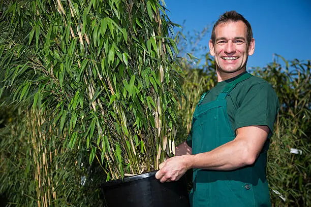 Photo of Gardener posing with potted bamboo plant at nursery
