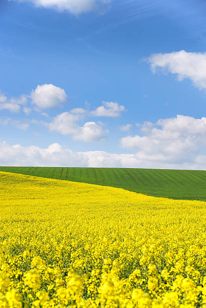 istock Blooming oilseed rape in front of young spring wheat field 483912831