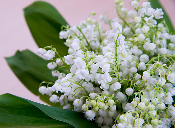 istock Bouquet of lily in the valley 483913395