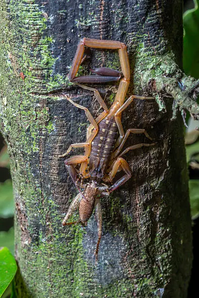 Photo of Scorpion devouring Cricket