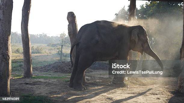 Nacional Elefante Jugando En La Arena En El Parque Nacional Chitwan Foto de stock y más banco de imágenes de Aire libre