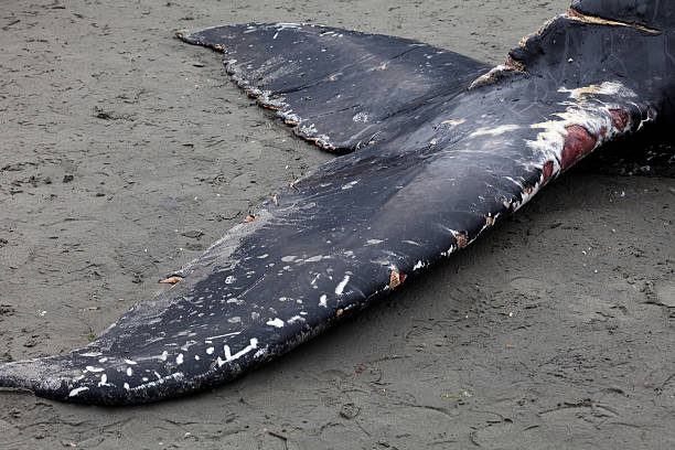 istock Humpback whale washes ashore and died 483914393