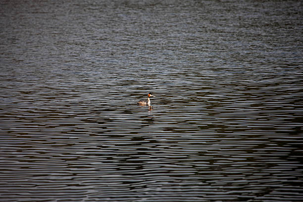 istock Great Crested Grebe swimming on a pond 483914671