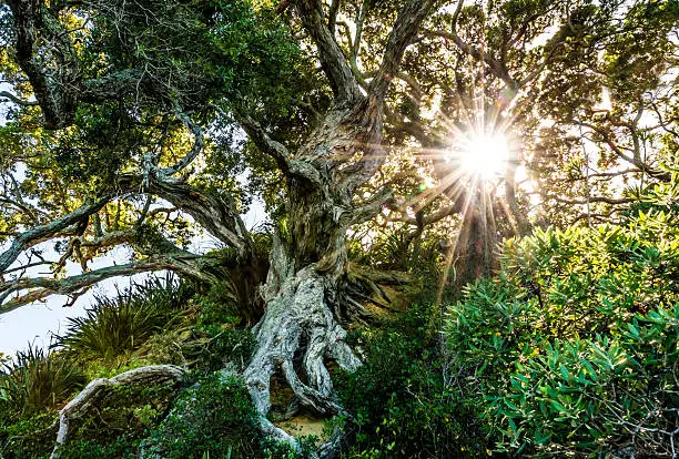 Beautiful tree on a sunny day in New Zealand