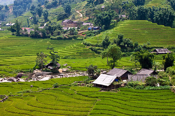 istock Paddy fields and village houses 483914961