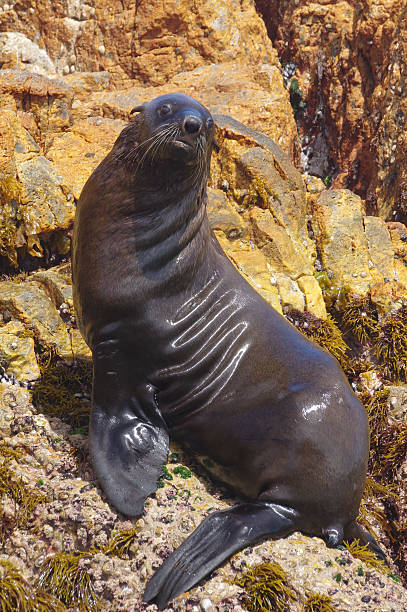 Cape Fur Seal stock photo