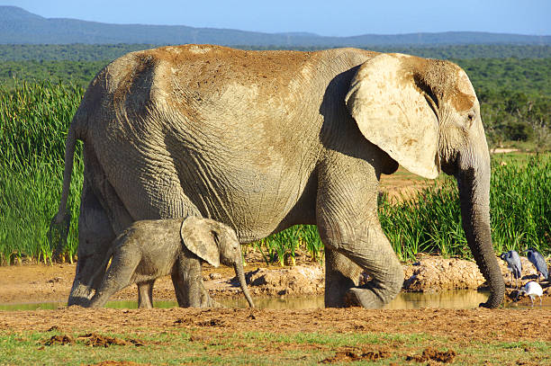 Mother and Baby African Elephants stock photo