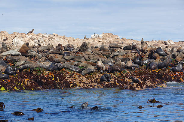 Cape Fur Seals stock photo