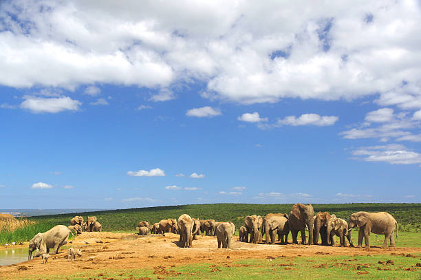 African Elephant Herd stock photo