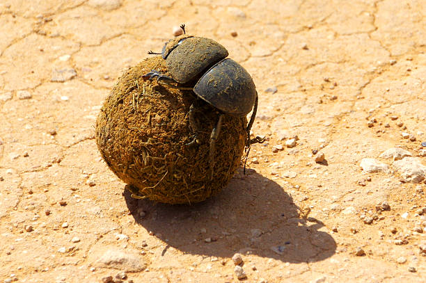 Dung Beetle stock photo