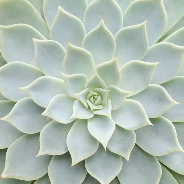 Photo of Close up of cactus texture background