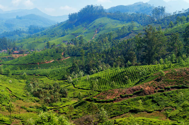 istock View of tea plantation valley in Munnar 483916866