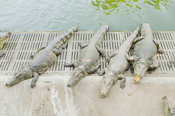 istock Crocodile is between land and water 483916877