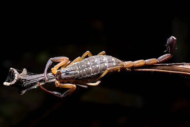 Photo of Scorpion on the tree trunk
